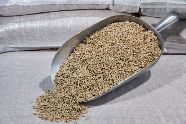 Grain oats whole